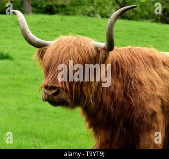 Gros plan du Highland Cow standing dans un champ. Banque D'Images