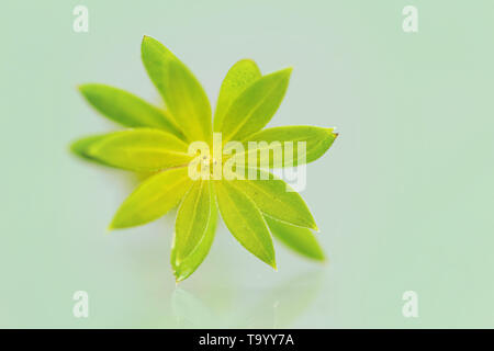 Woodruff herb leaf close up detail avec copie espace vert contexte Banque D'Images