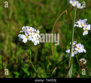 Le capitule de Lady's Smock sur Southrepps commune en Amérique du Norfolk à Southrepps, Norfolk, Angleterre, Royaume-Uni, Europe. Banque D'Images