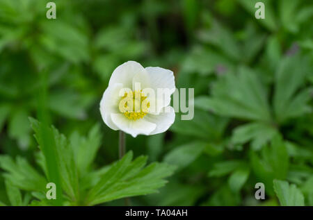 Close-up portrait of white anemone fleur dans le jardin de printemps Banque D'Images