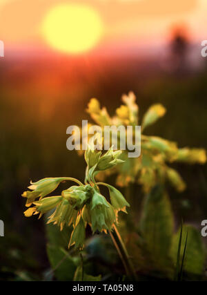 Le blooming primrose Primula Veris contre le soleil levant au printemps mai au matin le matin Banque D'Images