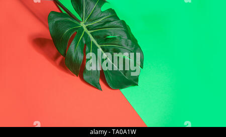 Vert Tropical palm leaf ou suisse monstera plante sur le corail rose et fond vert. Banque D'Images