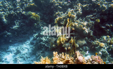 Amazing underwater mer de sable de plus en plus bas avec les récifs coralliens colorés et poissons de natation Banque D'Images