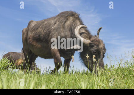 Le troupeau de buffles d'eau 7 a été libéré le Ermakov Île dans le delta du Danube de l'Ukraine. Les animaux ont été amenés de Transcarpatie par "Rewilding Banque D'Images