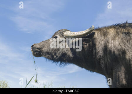 Le troupeau de buffles d'eau 7 a été libéré le Ermakov Île dans le delta du Danube de l'Ukraine. Les animaux ont été amenés de Transcarpatie par "Rewilding Banque D'Images