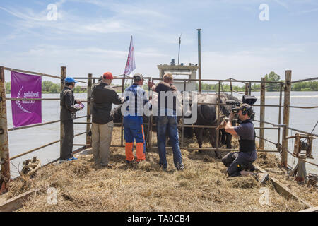Le troupeau de buffles d'eau 7 a été libéré le Ermakov Île dans le delta du Danube de l'Ukraine. Les animaux ont été amenés de Transcarpatie par "Rewilding Banque D'Images