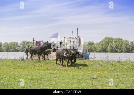 Le troupeau de buffles d'eau 7 a été libéré le Ermakov Île dans le delta du Danube de l'Ukraine. Les animaux ont été amenés de Transcarpatie par "Rewilding Banque D'Images