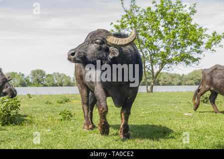 Le troupeau de buffles d'eau 7 a été libéré le Ermakov Île dans le delta du Danube de l'Ukraine. Les animaux ont été amenés de Transcarpatie par "Rewilding Banque D'Images