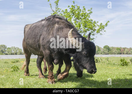 Le troupeau de buffles d'eau 7 a été libéré le Ermakov Île dans le delta du Danube de l'Ukraine. Les animaux ont été amenés de Transcarpatie par "Rewilding Banque D'Images