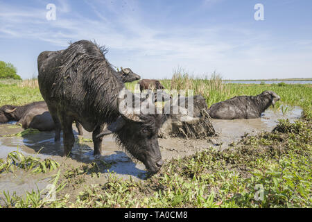 Le troupeau de buffles d'eau 7 a été libéré le Ermakov Île dans le delta du Danube de l'Ukraine. Les animaux ont été amenés de Transcarpatie par "Rewilding Banque D'Images