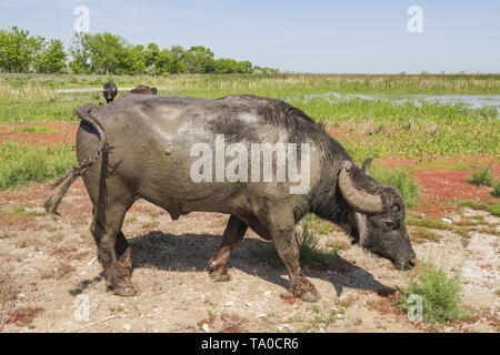 Le troupeau de buffles d'eau 7 a été libéré le Ermakov Île dans le delta du Danube de l'Ukraine. Les animaux ont été amenés de Transcarpatie par "Rewilding Banque D'Images