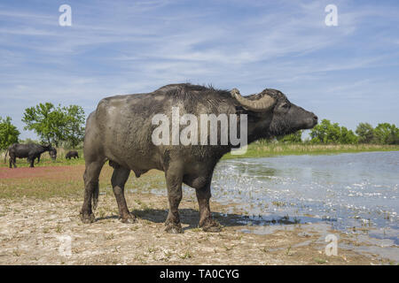 Le troupeau de buffles d'eau 7 a été libéré le Ermakov Île dans le delta du Danube de l'Ukraine. Les animaux ont été amenés de Transcarpatie par "Rewilding Banque D'Images