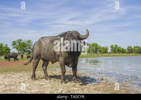 Le troupeau de buffles d'eau 7 a été libéré le Ermakov Île dans le delta du Danube de l'Ukraine. Les animaux ont été amenés de Transcarpatie par "Rewilding Banque D'Images