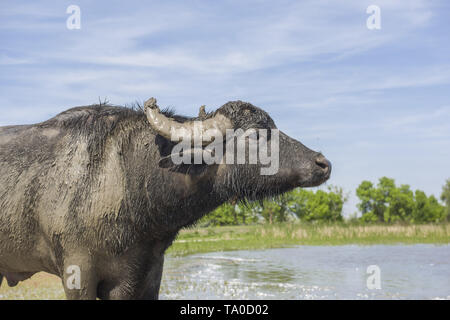 Le troupeau de buffles d'eau 7 a été libéré le Ermakov Île dans le delta du Danube de l'Ukraine. Les animaux ont été amenés de Transcarpatie par "Rewilding Banque D'Images