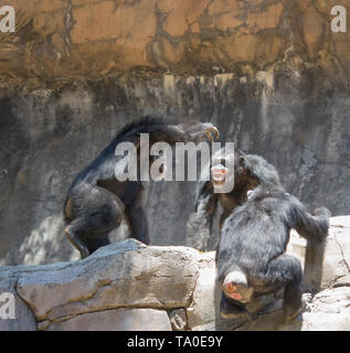 Chimpanzé mâle alpha exerçant une domination sur les autres chimpanzés Banque D'Images