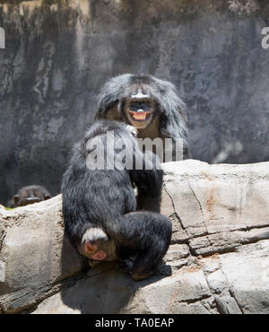 Chimpanzé mâle alpha exerçant une domination sur les autres chimpanzés Banque D'Images