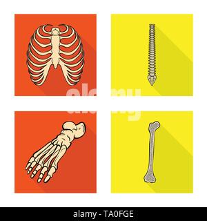 Nervure, colonne vertébrale,foot,fémur,,cage,chiropratique,cheville,osseuses,calcium,dommage,mouvement,chirurgie,santé,pieds nus,rx,base,sain,jambe corps,moelle,la podologie,Genou,ostéoporose,avant-pied,tibia,sternum,posture,panneaux,péroné,os,anatomie,squelette humain,organes,médical,médecine,clinique,biologie,,set,icône,,illustration,collection,isolé,design,graphisme,élément signe,télévision,ombre,vecteurs vecteur , Illustration de Vecteur