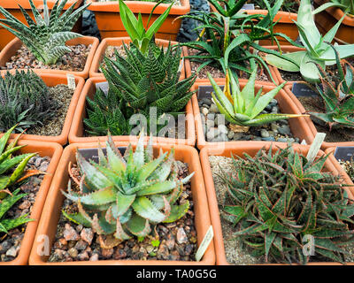 Plantes Succulentes en pot plus . La décoration intérieure de style scandinave Banque D'Images