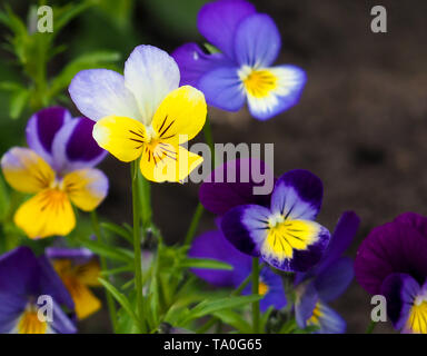 Pansy Violet flower, close-up de la Viola tricolor dans le jardin au printemps Banque D'Images