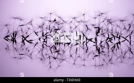 Graines de pissenlit macro close-up, debout dans une rangée, avec miroir réflexion sur la surface et la lumière du soleil sur un fond violet. Allégorie de la pureté Banque D'Images