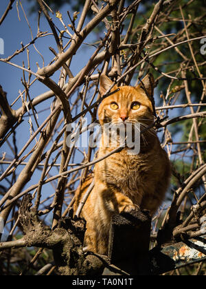 Chat Orange a grimpé sur un arbre avec une belle perché, bel animal Banque D'Images