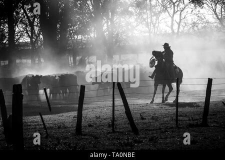 Cowboy guidée pour le bétail avec son cheval dans la pampa argentine, photo en noir et blanc Banque D'Images