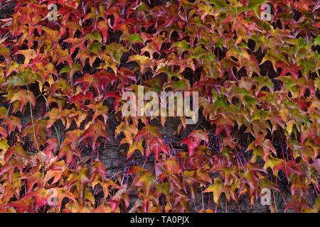 Close up de mur recouvert par le feuillage rouge de Boston ivy à l'automne les feuilles multicolores du Parthenocissus tricuspidata, l'arrière-plan Banque D'Images