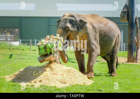 Disparition de l'éléphant d'Asie, Lucha 37e anniversaire à ZSL zoo de Whipsnade Banque D'Images