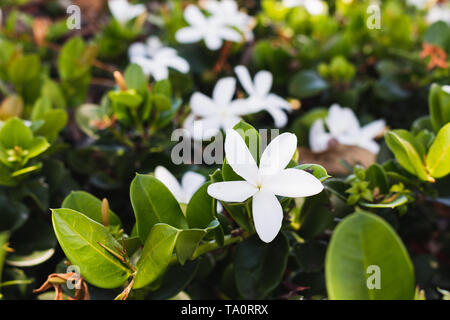 Frangipanier blanc aka plumeria fleurs en croissance dans un jardin tropical Banque D'Images