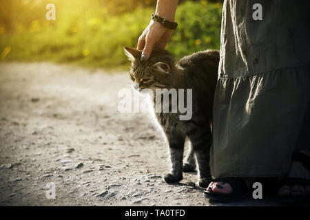 Une femme dans une robe longue avec un bracelet sur son bras de caresser un chaton errant poilu qui frotte contre ses jambes. Banque D'Images