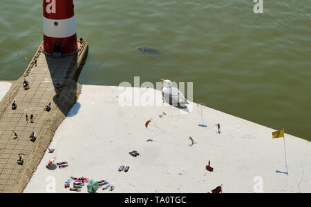 Mouette sur la plage immense miniature avec phare au Pays-Bas Banque D'Images