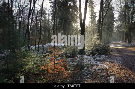 Dernière neige au sol dans les bois avec du soleil Banque D'Images