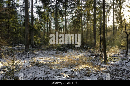 Dernière neige au sol dans les bois avec du soleil Banque D'Images