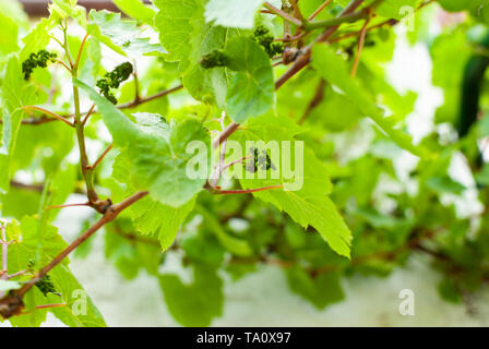 Close up de vigne dans l'arrière-cour - petit raisin vert frais Banque D'Images