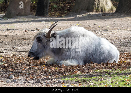 La branche de yack, Bos grunniens mutus dans le zoo Banque D'Images