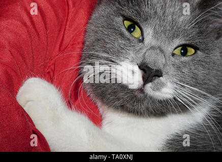 Portrait de chat gris couché sur un coussin rouge looking at camera Banque D'Images