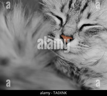 Portrait d'un chat angora turc race dormir Banque D'Images