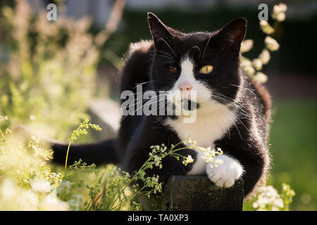 Portrait de chat noir et blanc avec des yeux bicolores profitant du soleil dans la nature Banque D'Images