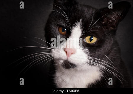 Portrait de chat noir et blanc avec des yeux bicolores looking at camera Banque D'Images