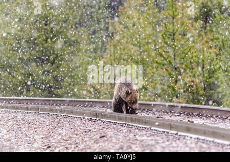 Big Grizzly bear sur la voie ferrée dans le parc national de Banff , à grain Banque D'Images