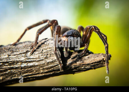 Close up of spider, macro photo Banque D'Images