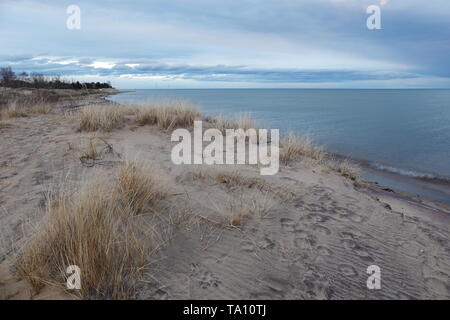La végétation par le vent sur une plage de sable fin de la plage du lac Huron Banque D'Images