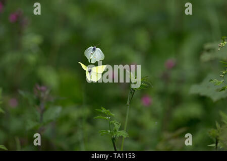 Brimstone Gonepteryx rhamni (commune) Banque D'Images