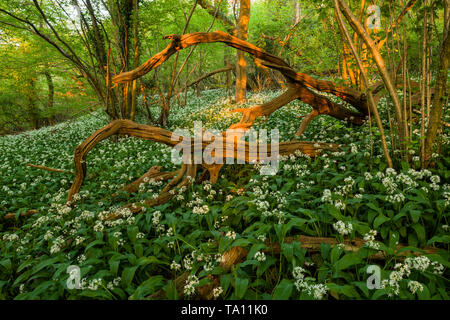 Ramsons, ou l'ail des ours (Allium ursinum), fleur en bois, les Prieurs à Portbury, North Somerset, Angleterre. Banque D'Images