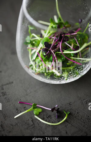 Mixte tendance micro biologiques germes verts en verre avec des gouttes d'eau sur fond sombre close-up Vue de dessus. Le cresson frais et jeunes pousses de chou rouge Banque D'Images