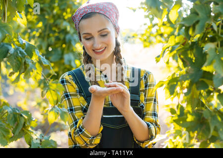 Mains de farmer woman holding hop umbelas pour tester Banque D'Images