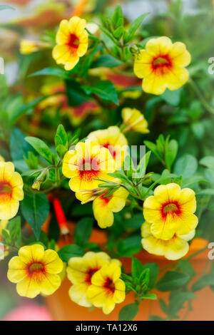 Montréal, Canada, Mai 18, 2019.Close-up de pétunia coloré de fleurs. Montréal, Québec, Canada.Credit:Mario Beauregard/Alamy Live News Banque D'Images