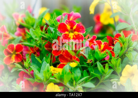 Montréal, Canada, Mai 18, 2019.Close-up de pétunia coloré de fleurs. Montréal, Québec, Canada.Credit:Mario Beauregard/Alamy Live News Banque D'Images