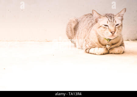 Tabby gris friendly ca cue pett siéger garder paw face fond belle endormie Banque D'Images