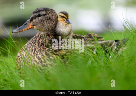 Idéal, plein d'amour relation entre la mère et son fils ou sa fille. Canard colvert (Anas platyrhynchos) caneton bébé assis à l'arrière de son / Banque D'Images